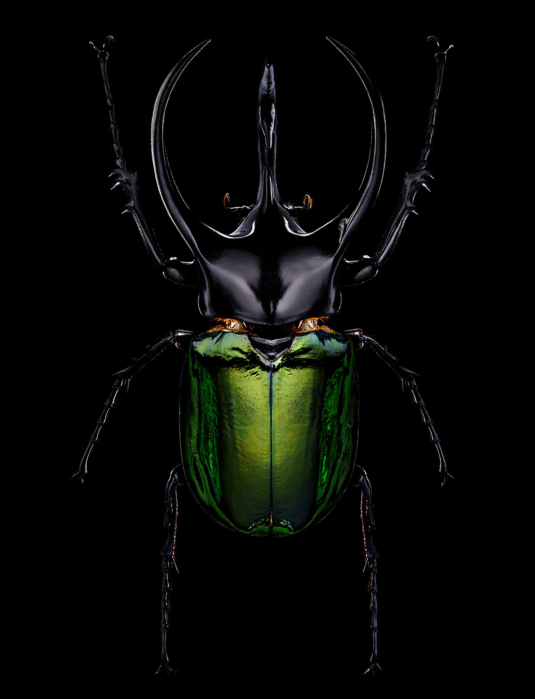 <a href="//mrsteel.london/shop/atlas-beetle/">REVEAL DETAILS / BUY</a>