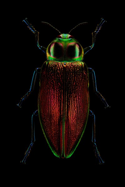 photograph of a giant jewel beetle by patrick steel