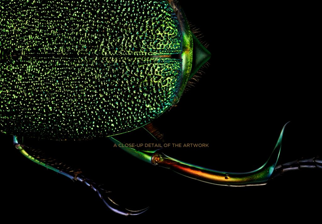photographic artwork_of_a_shining_leaf_chafer_beetle_by_patrick_steel