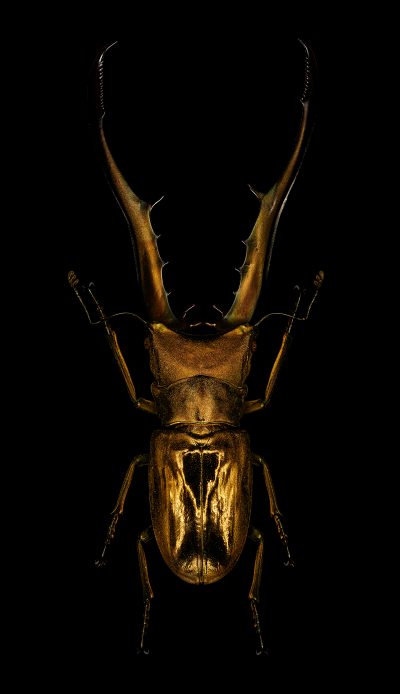 photographic artwork golden stag beetle by Patrick Steel