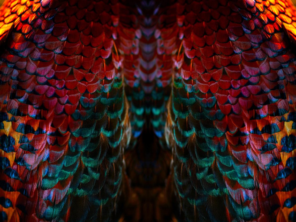 photographic artwork of a ring-necked pheasant by patrick steel