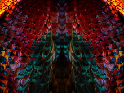 photographic artwork of a ring-necked pheasant by patrick steel