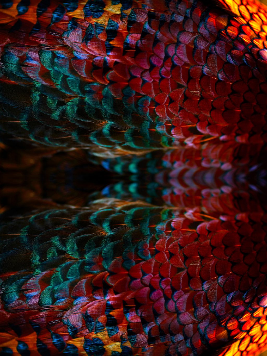 photographic artwork of a ring-necked pheasant by patrick steel