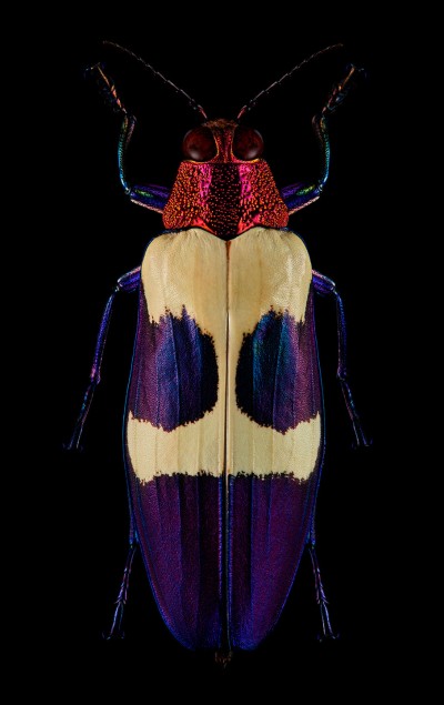 photograph of a red speckled jewel beetle by patrick steel