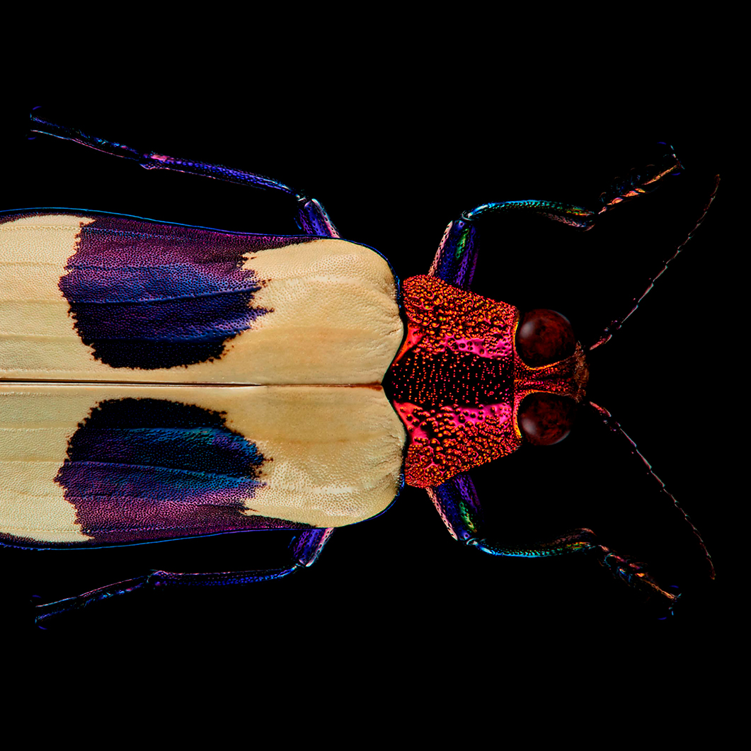 RED SPECKLED JEWEL BEETLE - MrSteel London