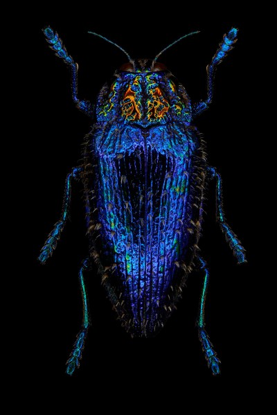 photograph of a sapphire queen beetle photography by patrick steel