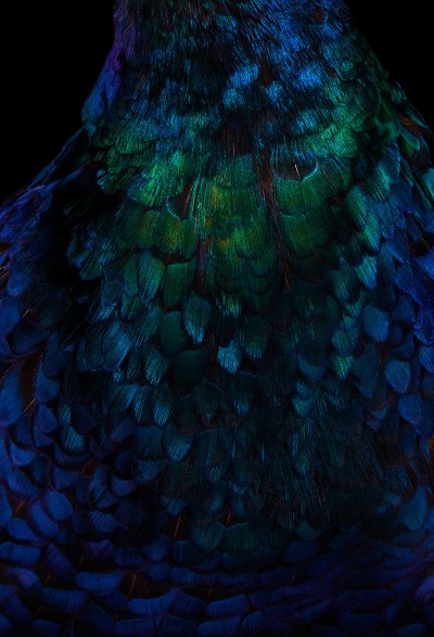 melanistic_mutant_pheasant_by_patrick_steel