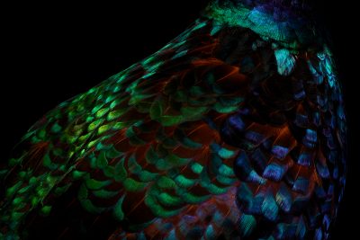 photographic artwork of a ring-necked pheasant by patrick steel
