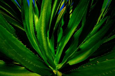 agave_americana_artwork_by_patrick_steel