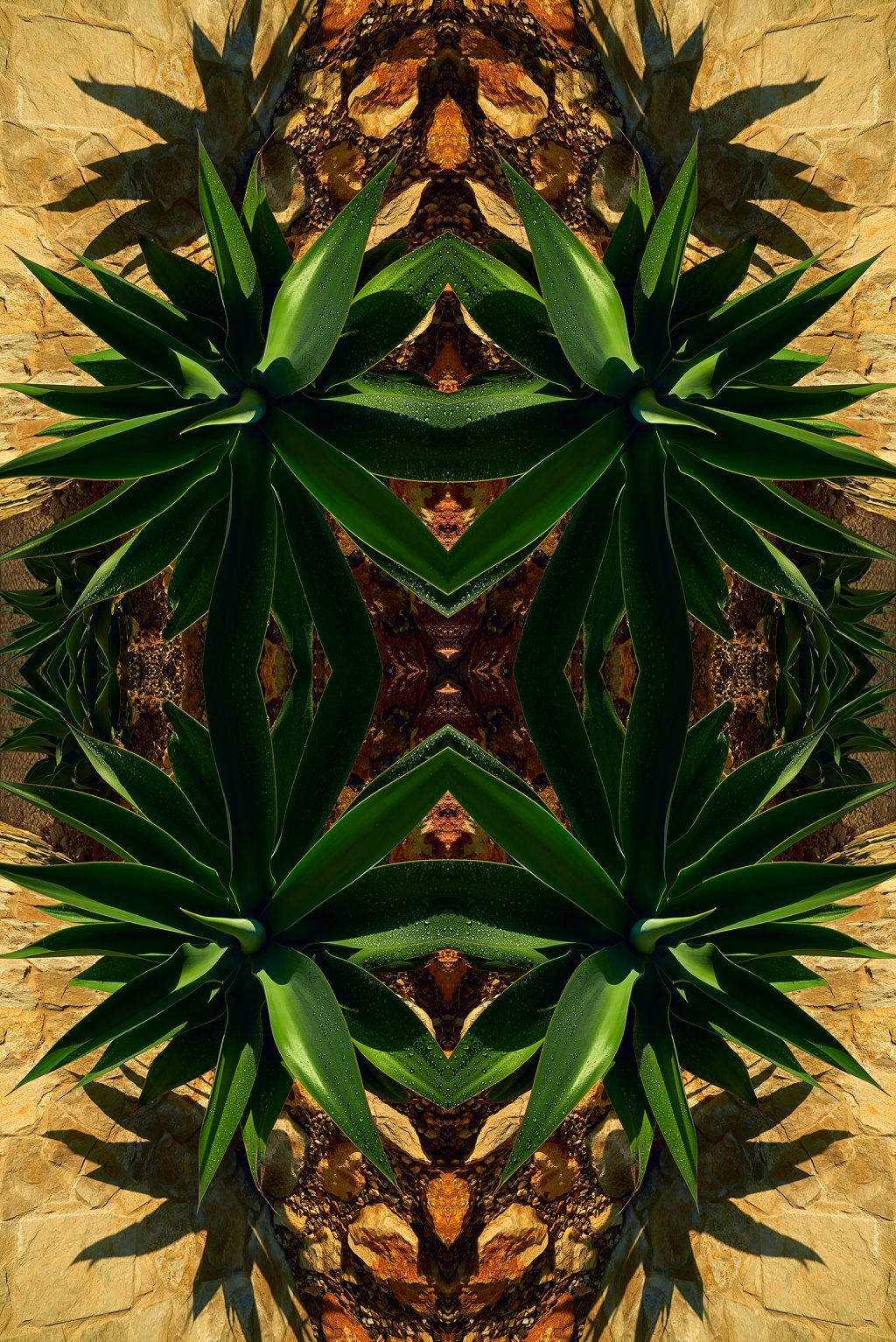 agave attenuata photographic artwork by mr steel