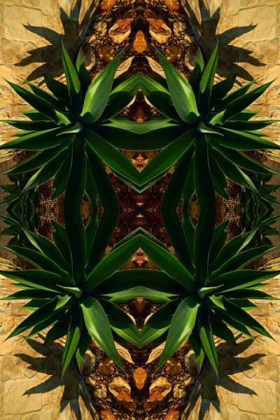 agave attenuata photographic artwork by mr steel
