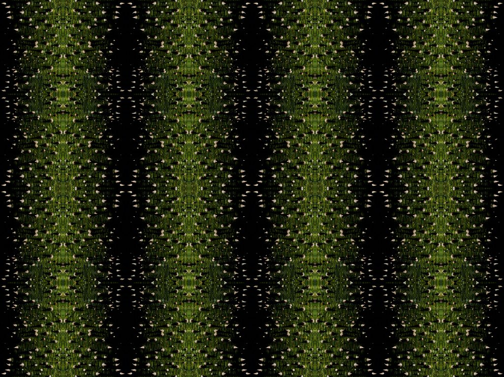 photographic study of the bark of a silk floss tree by patrick steel