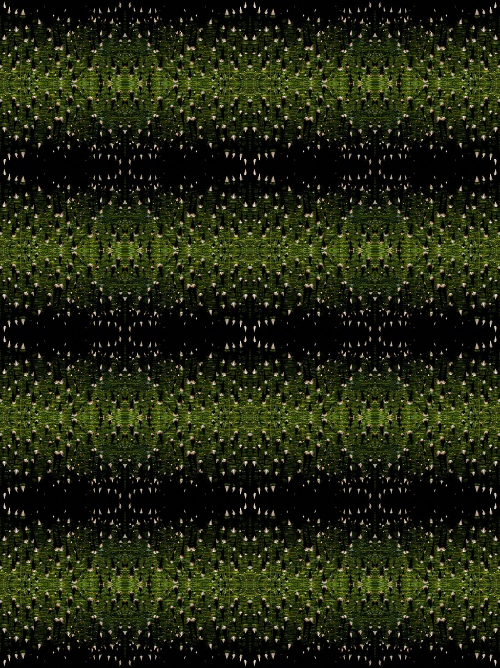 photographic study of the bark of a silk floss tree by patrick steel