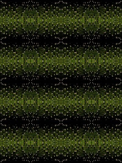 photographic study of the bark of a silk floss tree by patrick steel