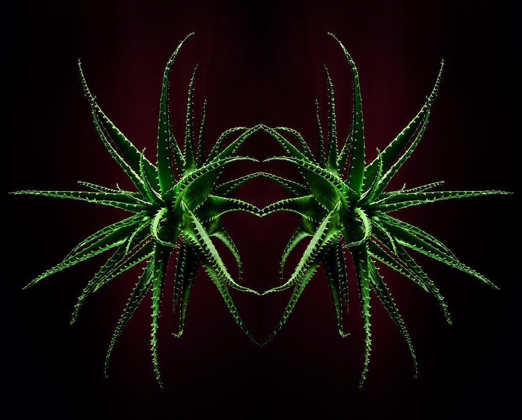 photographic artwork of aloe arborescens by patrick steel