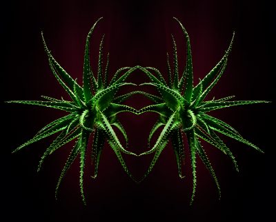 photographic artwork of aloe arborescens by patrick steel