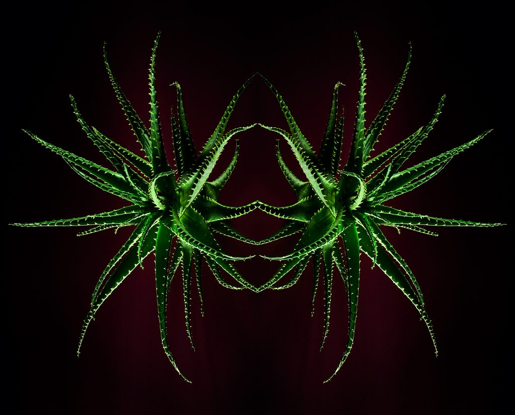 photographic artwork of aloe arborescens by patrick steel