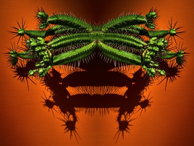 photographic study of a pincushion euphorbia by patrick steel