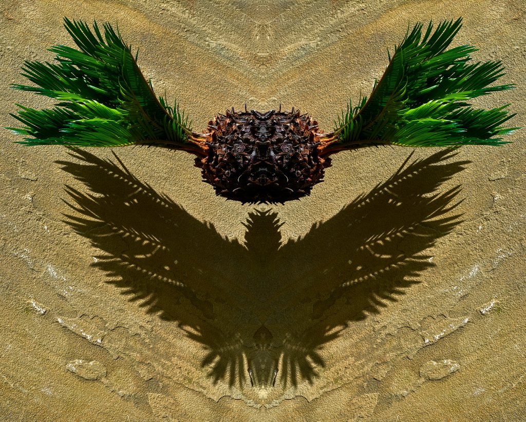 a photographic artwork of a baby cycad by patrick steel