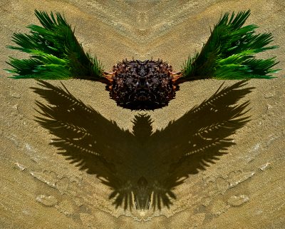 a photographic artwork of a baby cycad by patrick steel