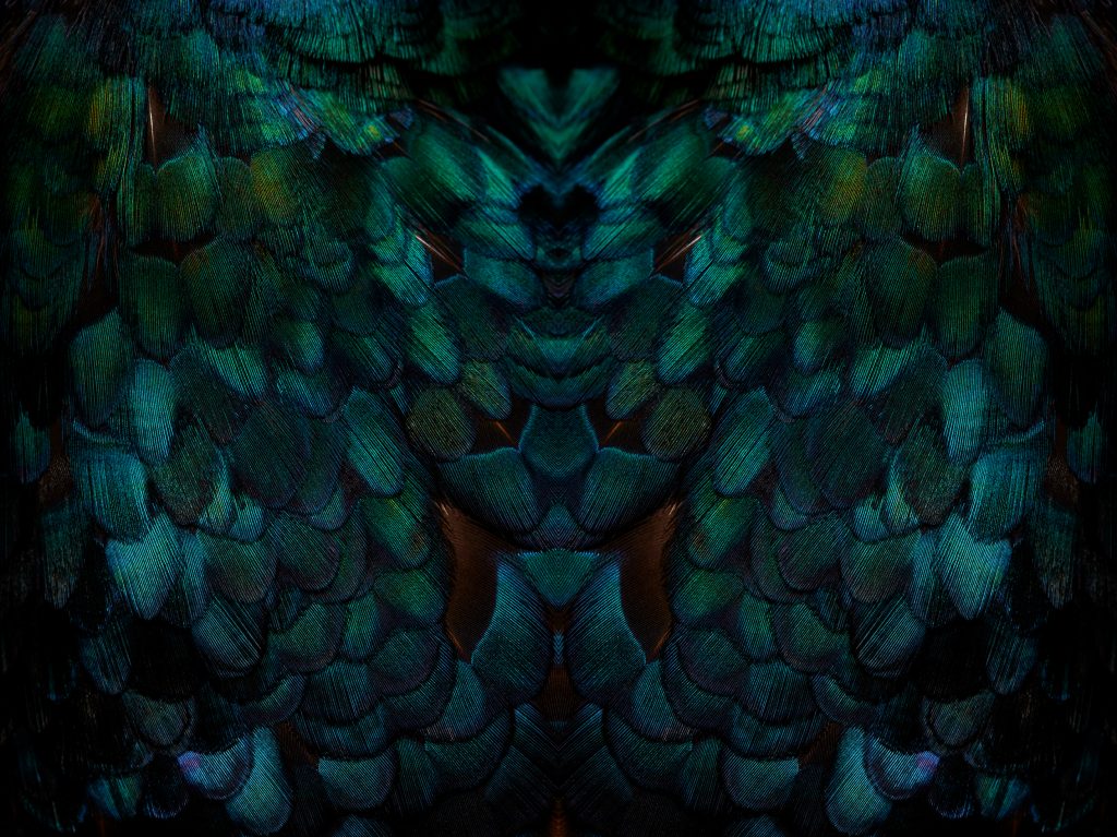 study_of_a_melanistic_mutant_pheasant_by_patrick_steel