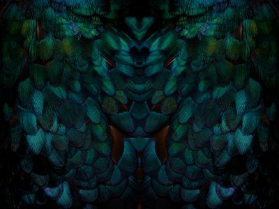 study_of_a_melanistic_mutant_pheasant_by_patrick_steel