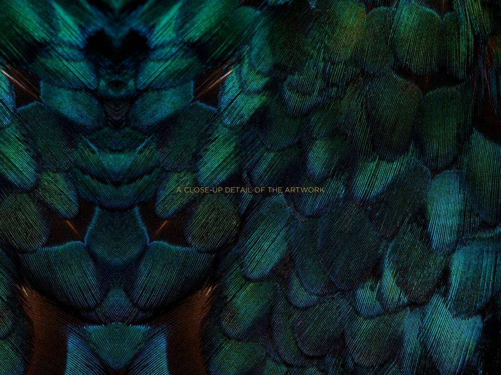 study_of_a_melanistic_mutant_pheasant_by_patrick_steel