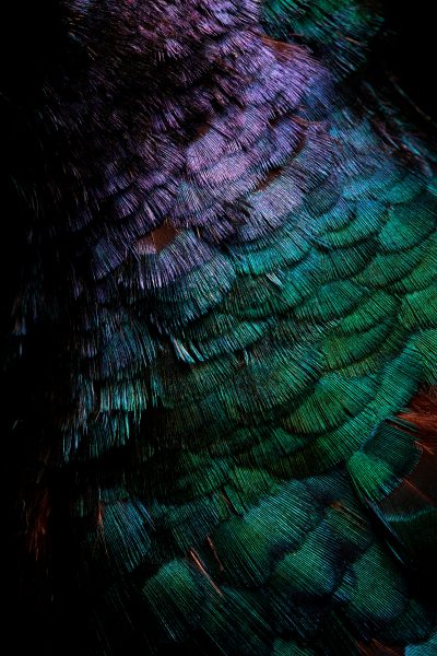 photographic artwork of a ring-necked pheasant by patrick steel