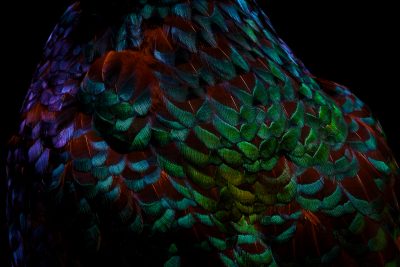 photographic artwork of a ring-necked pheasant by patrick steel