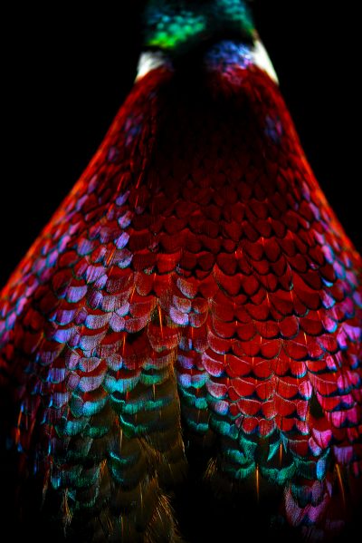photographic artwork of a ring-necked pheasant by patrick steel