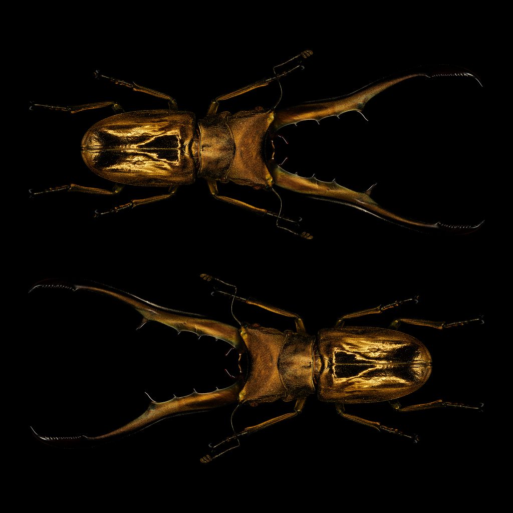 photographic artwork of a pair of golden scarab beetles