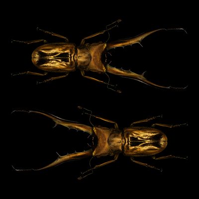 photographic artwork of a pair of golden scarab beetles