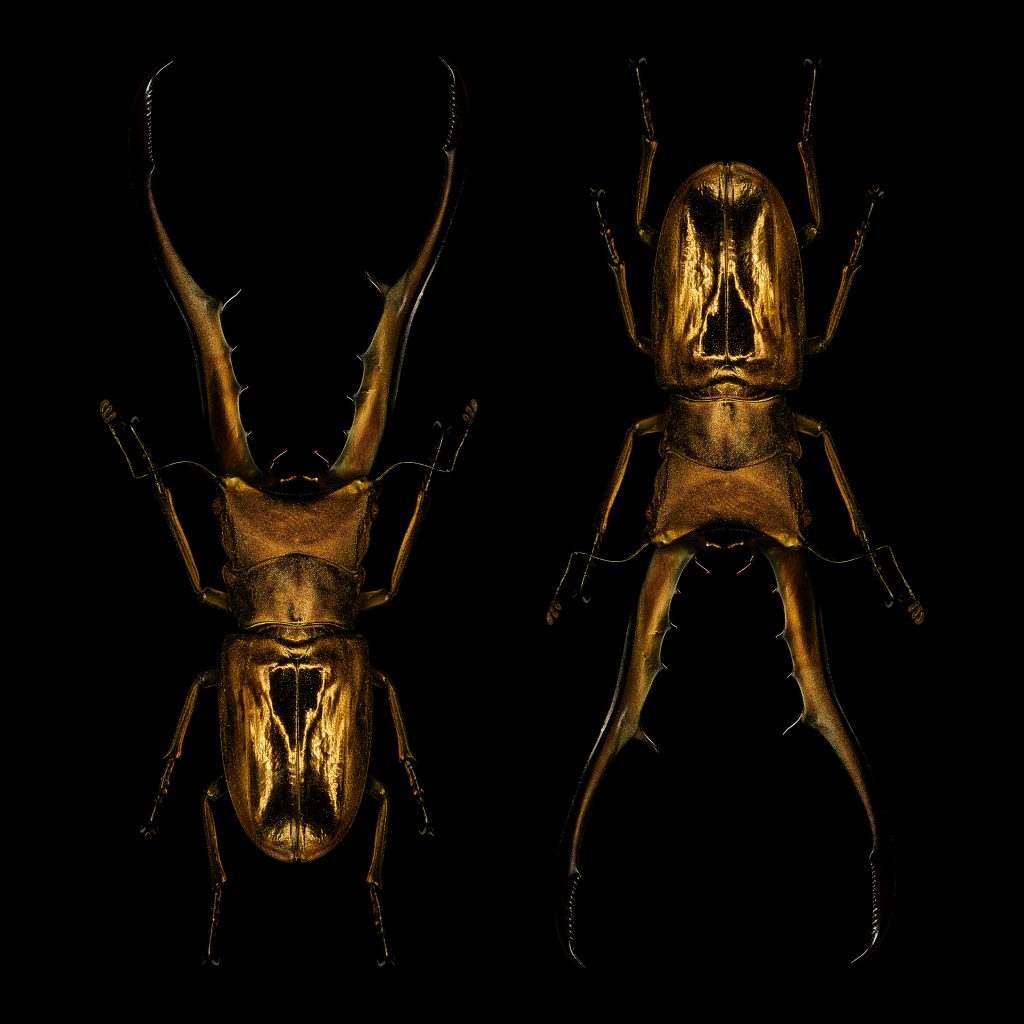 photographic artwork of a pair of golden scarab beetles