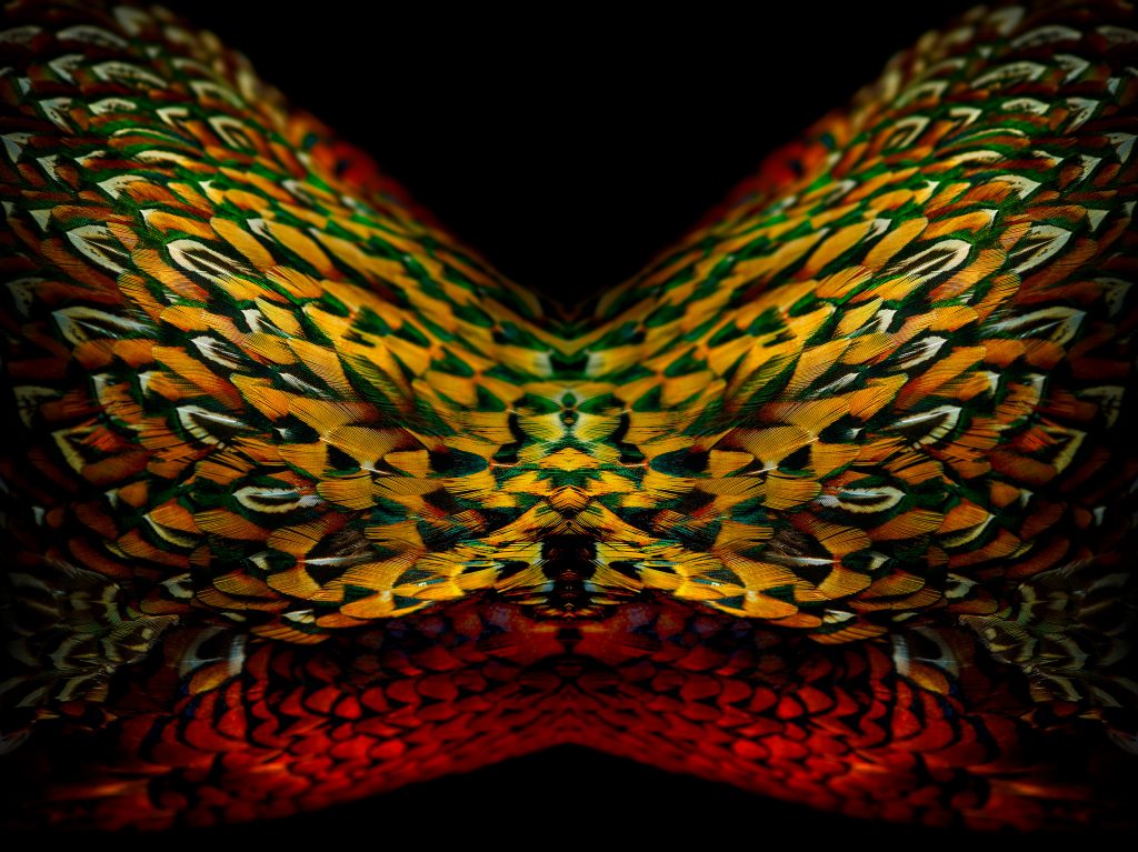 fine art photographic artwork of a ring-necked pheasant by patrick steel