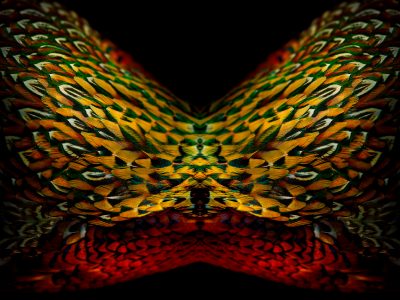fine art photographic artwork of a ring-necked pheasant by patrick steel