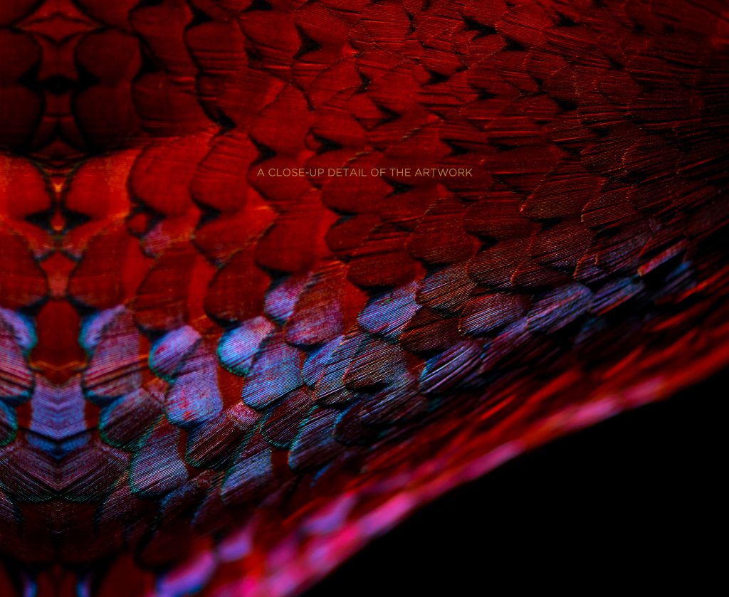 fine art photograph of a ring-necked pheasant by patrick steel