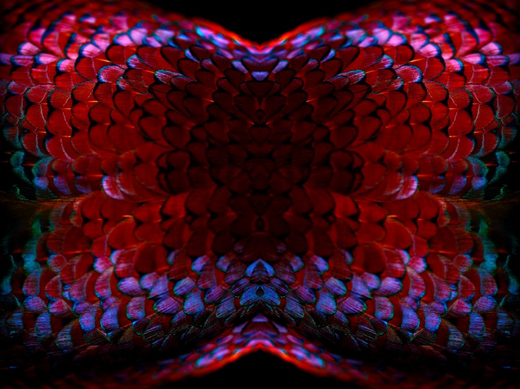 fine art photograph of a ring-necked pheasant by patrick steel