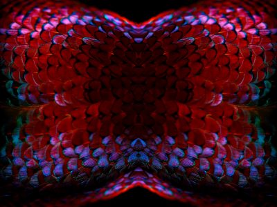 fine art photograph of a ring-necked pheasant by patrick steel