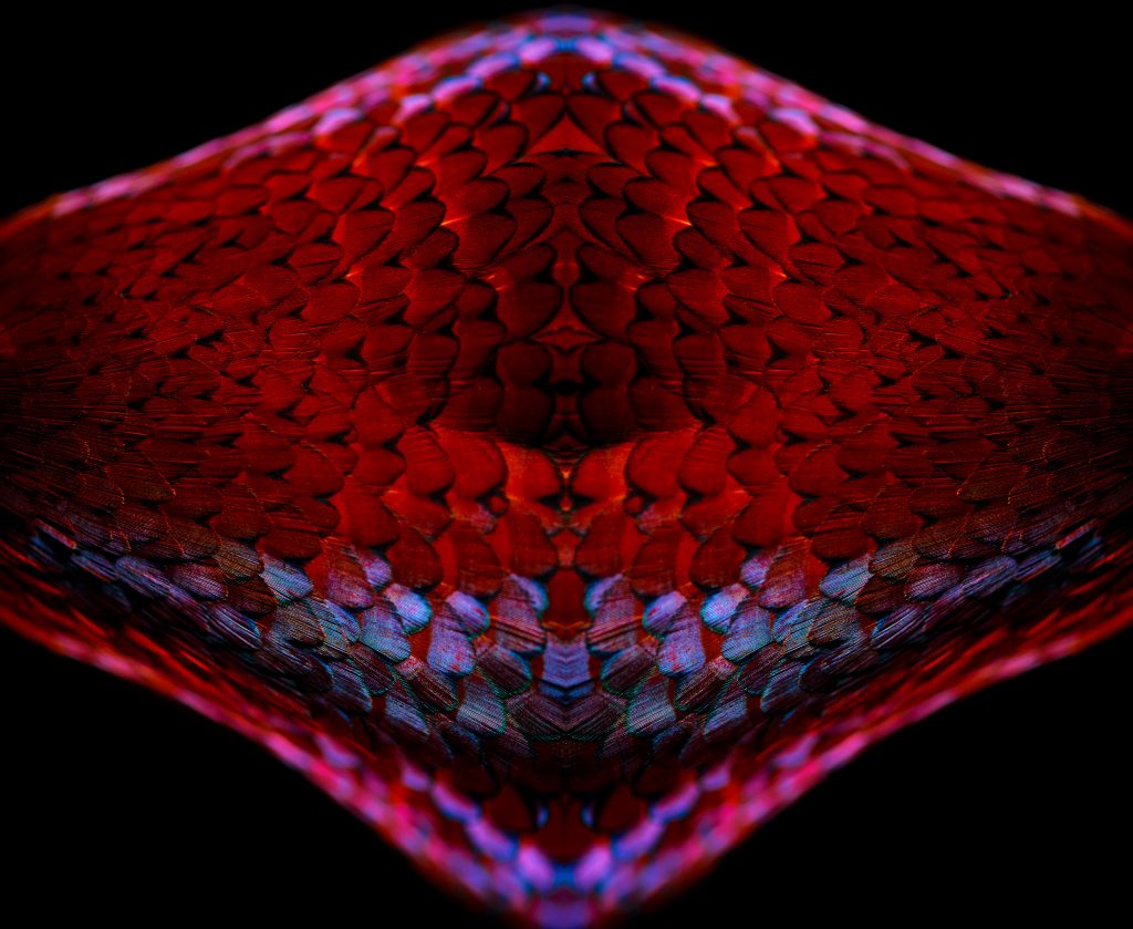 fine art photograph of a ring-necked pheasant by patrick steel