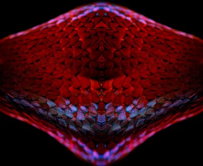 fine art photograph of a ring-necked pheasant by patrick steel