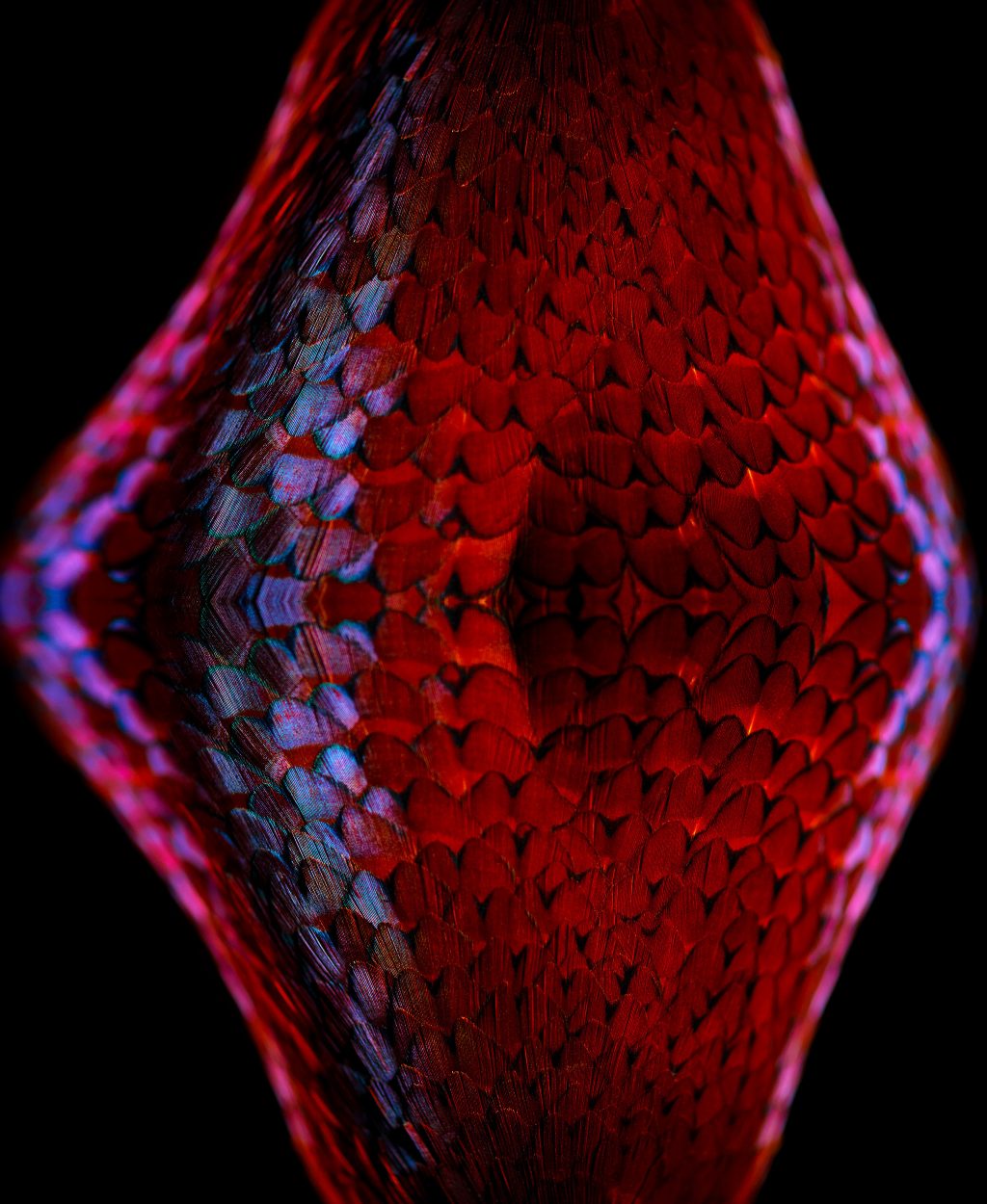 fine art photograph of a ring-necked pheasant by patrick steel