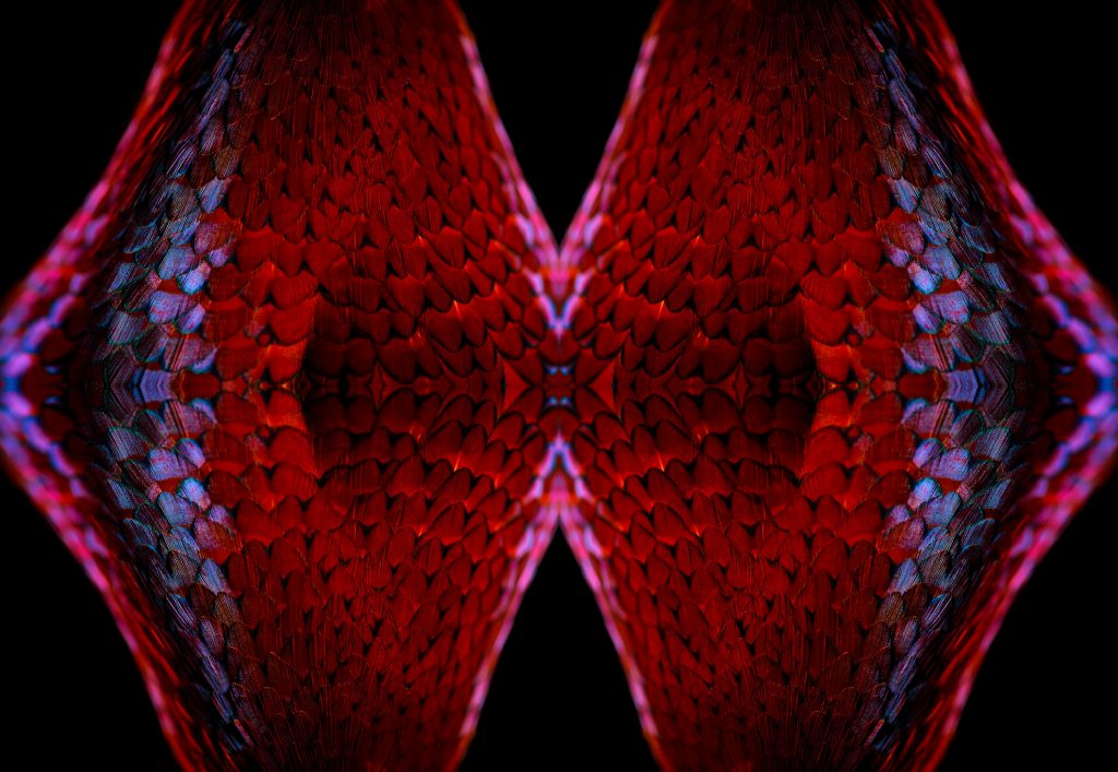 fine art photograph of a ring-necked pheasant by patrick steel