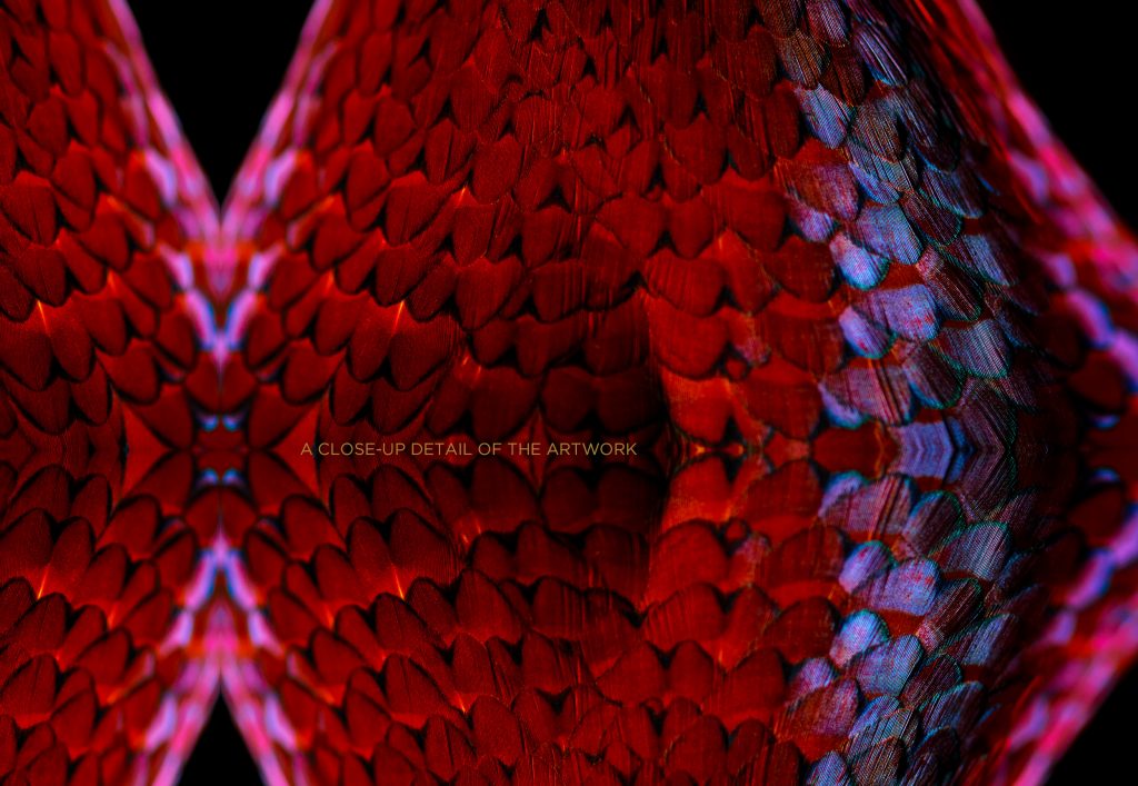 fine art photograph of a common ring-necked pheasant