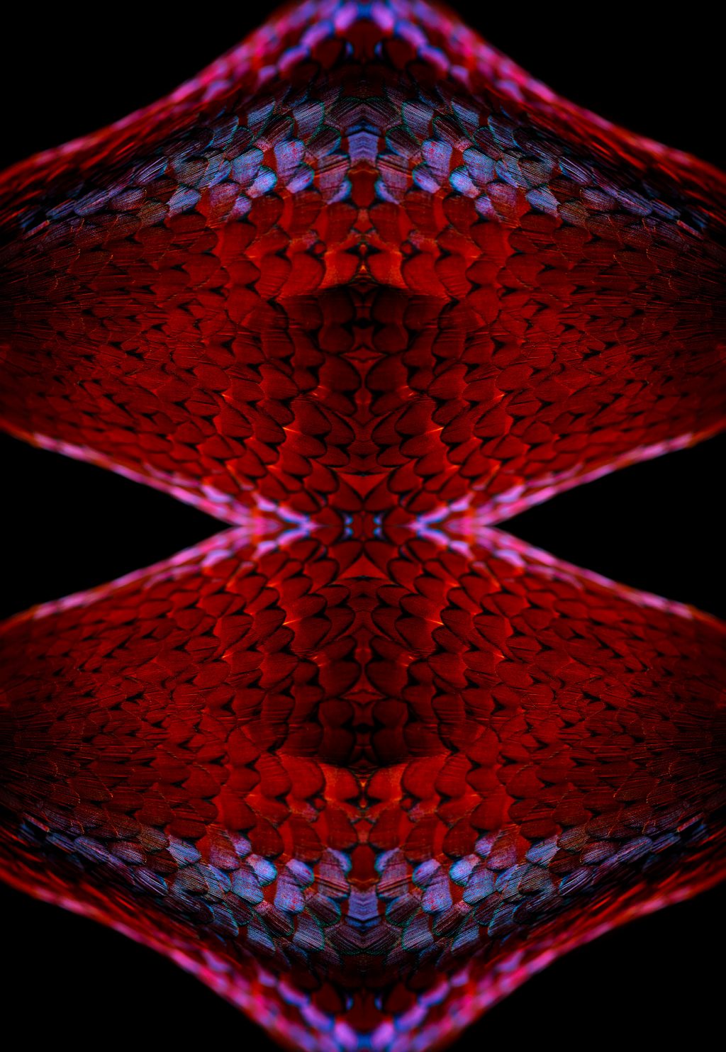 fine art photograph of a ring-necked pheasant by patrick steel