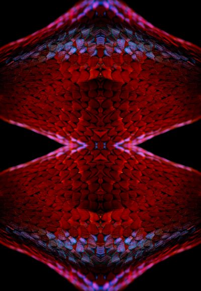 fine art photograph of a ring-necked pheasant by patrick steel