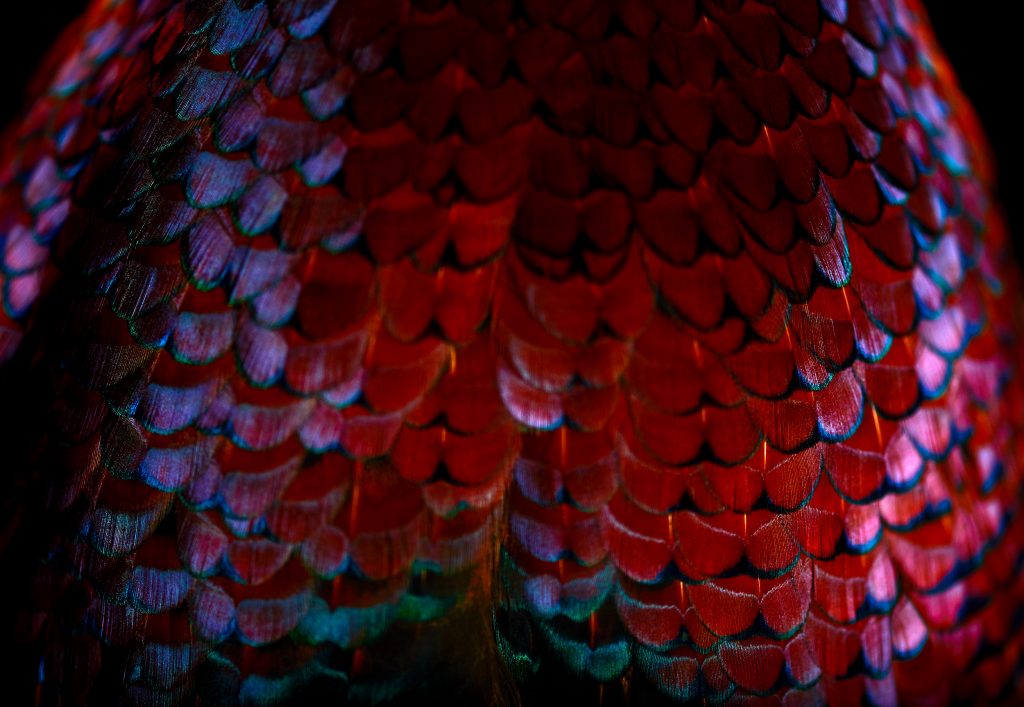 fine art photograph of a ring-necked pheasant by patrick steel