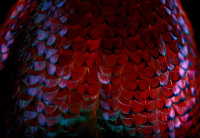fine art photograph of a ring-necked pheasant by patrick steel