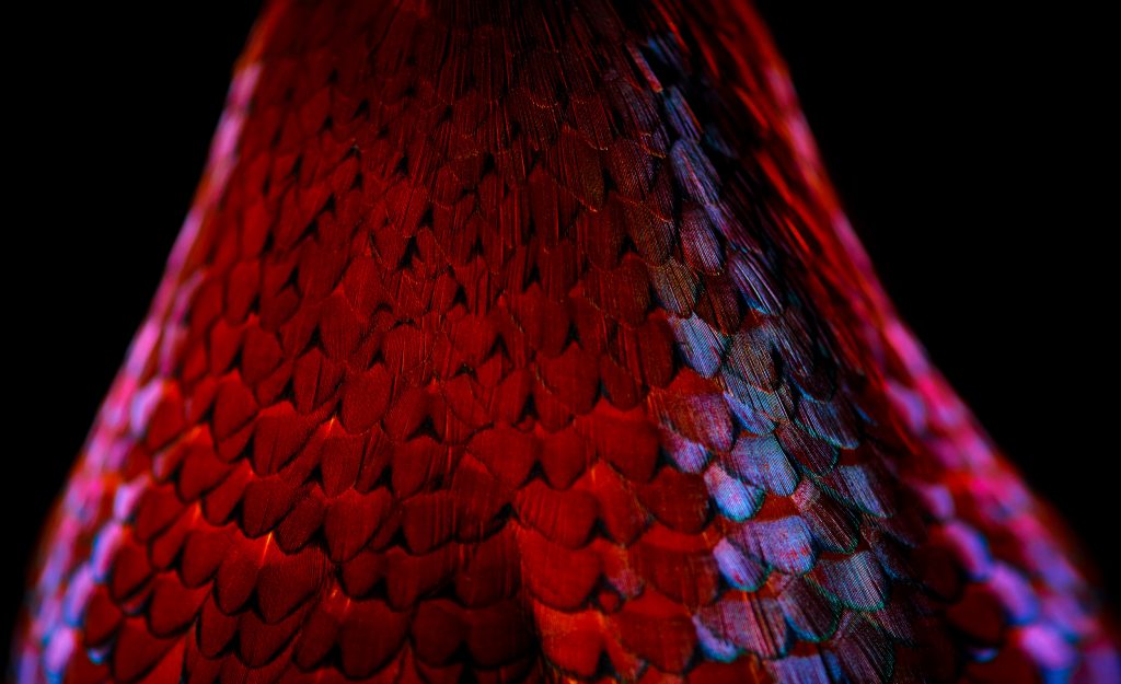 fine art photograph of a ring-necked pheasant by patrick steel