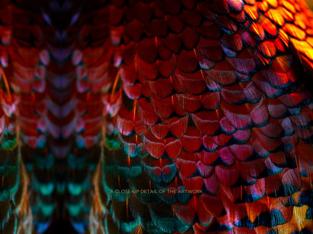 photographic artwork of a ring-necked pheasant by patrick steel