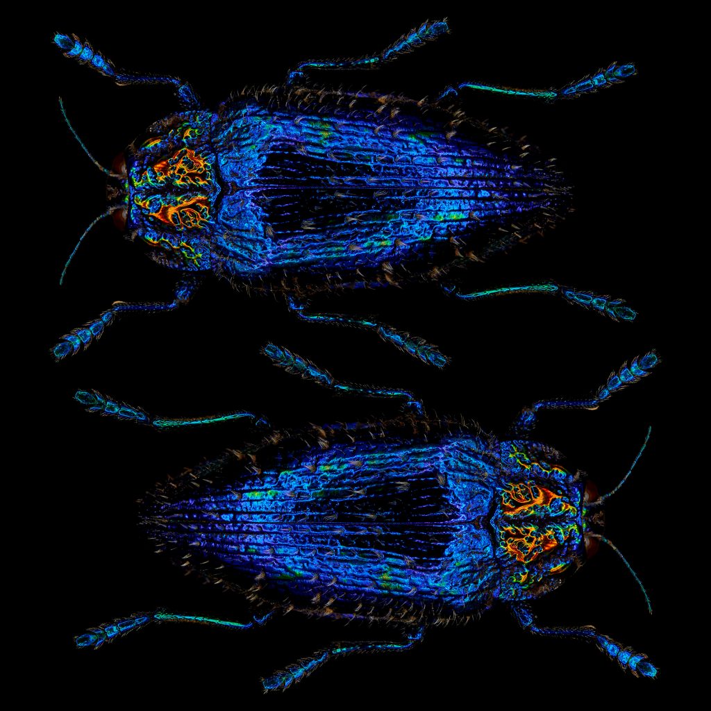 photographic study of a sapphire queen jewel beetle by patrick steel